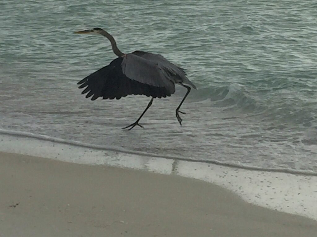 Heron at Anna Maria beach