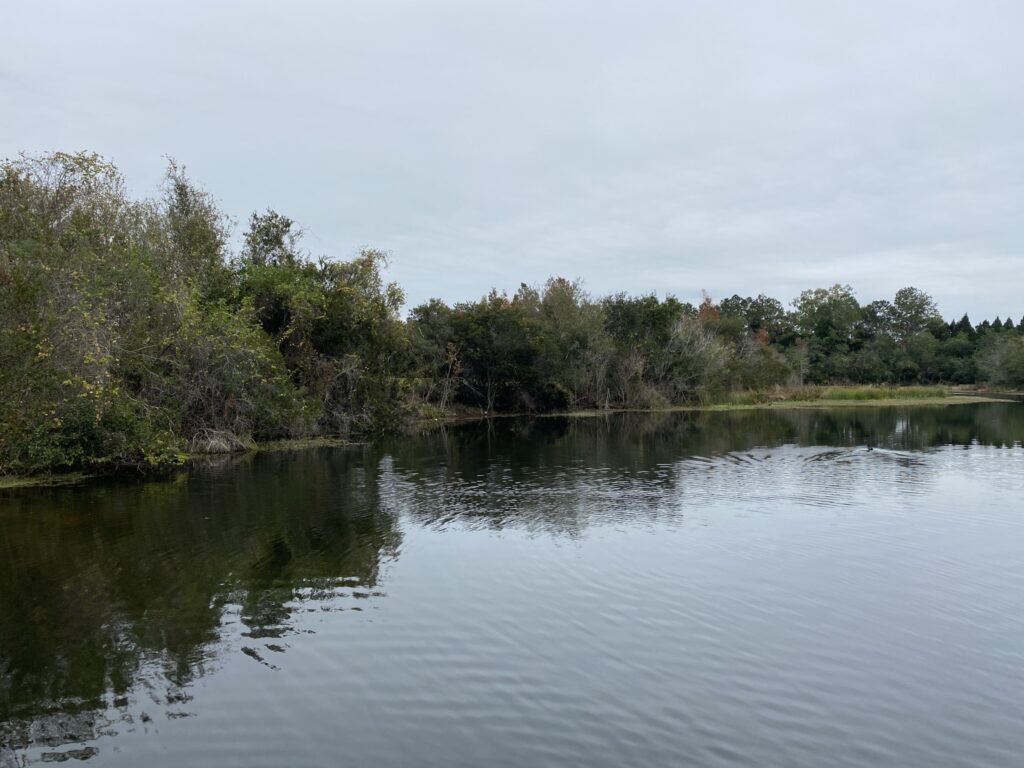 Sawgrass lake with trees reflecting in the water