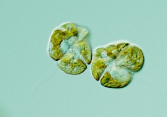 The micro-organism Karenia brevis, which causes red tide