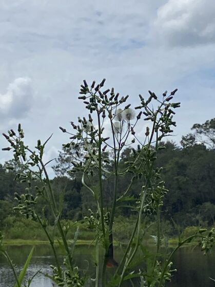 lizard on bush next to pond in Cassadaga