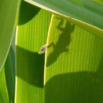 photo of small lizard and its shadow on a large green leaf